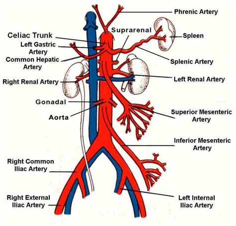 superior mesenteric artery on body